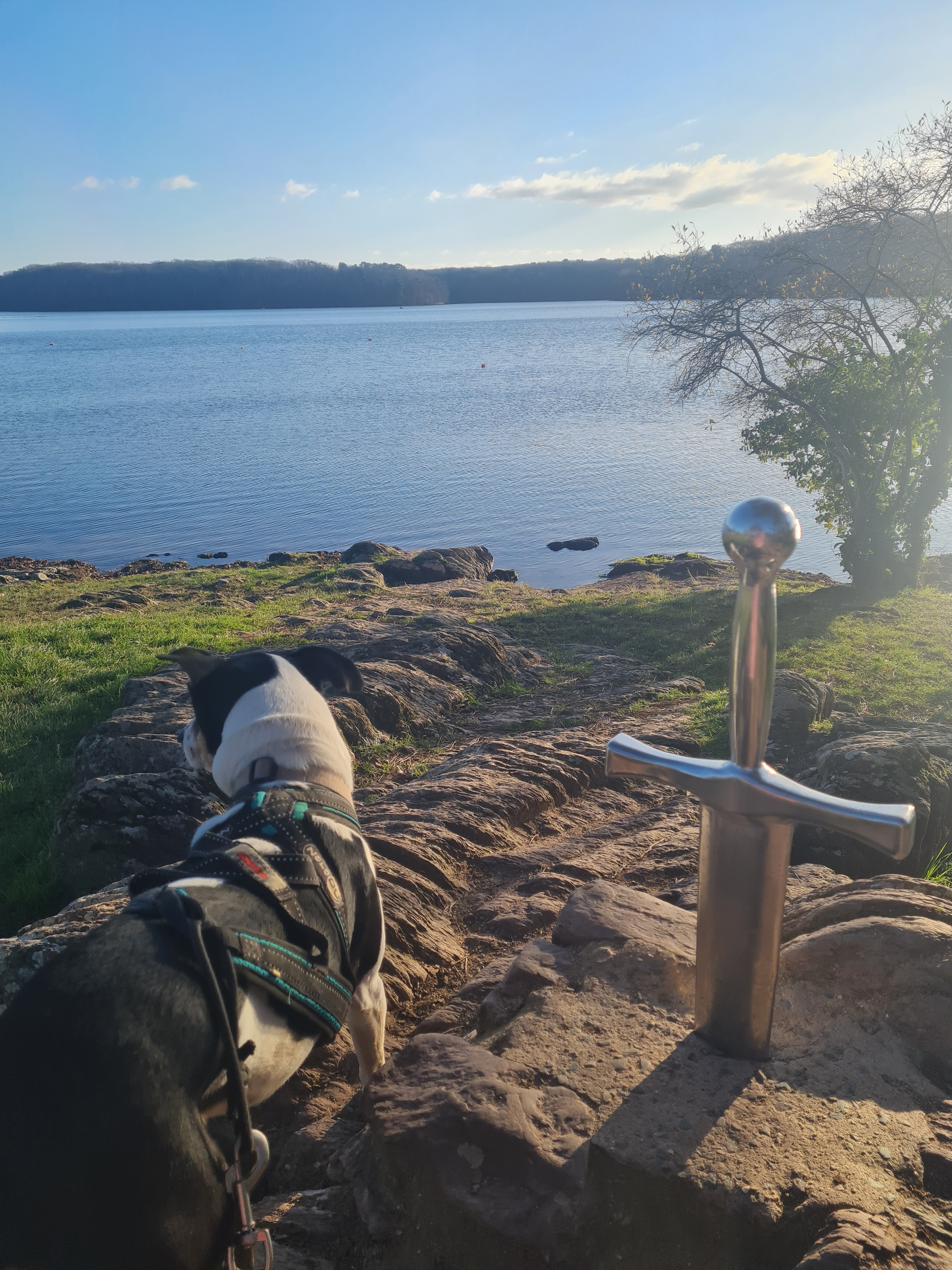Randonnées à Brocéliande avec son chien : au coeur des légendes Arthuriennes