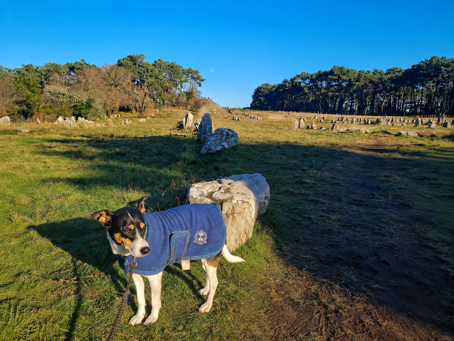 Visiter Carnac avec son chien